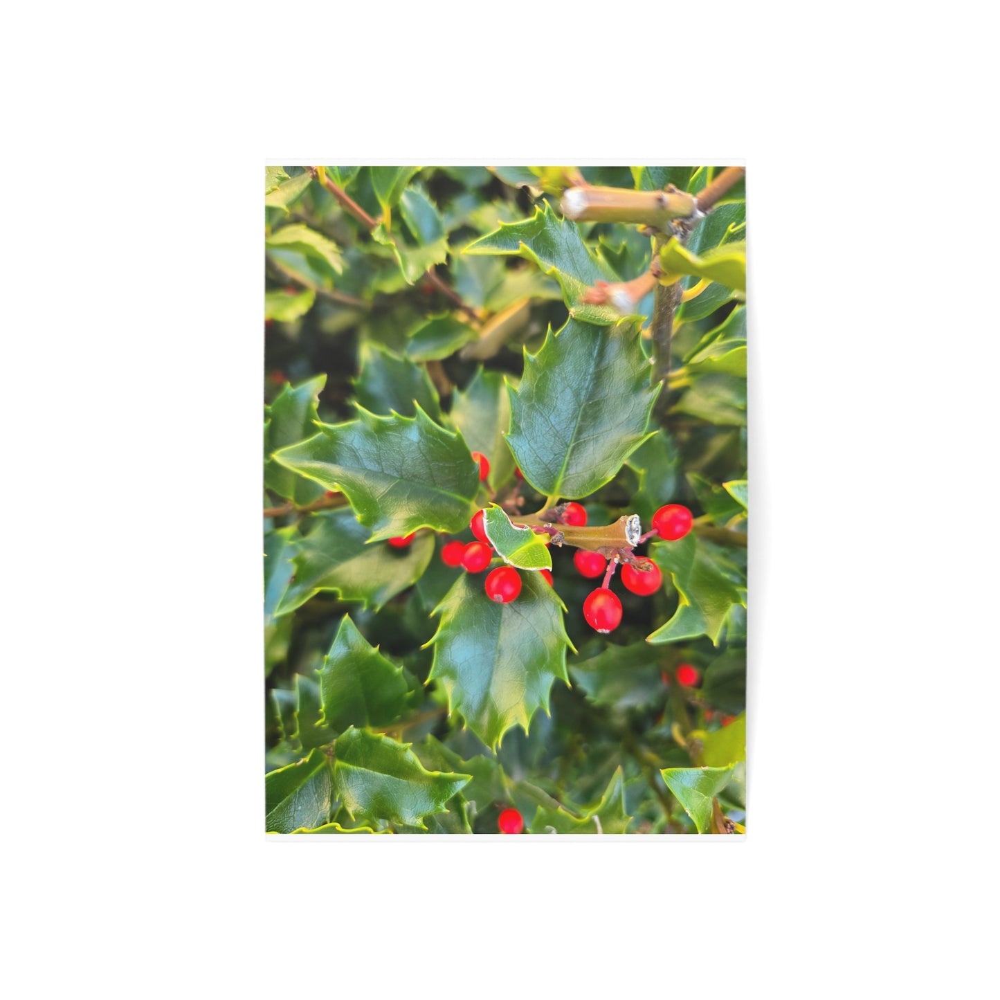 Holly photograph-Holiday Greeting Card — Blank Inside (Single or Bulk Packs)