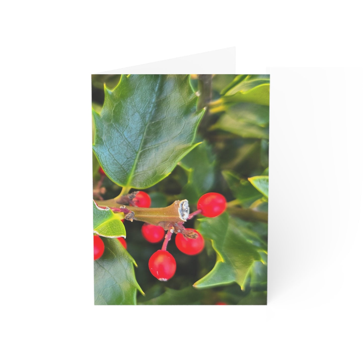 Holly photograph-Holiday Greeting Card — Blank Inside (Single or Bulk Packs)