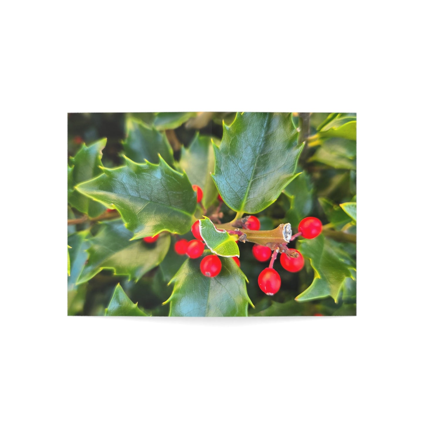 Holly photograph-Holiday Greeting Card — Blank Inside (Single or Bulk Packs)